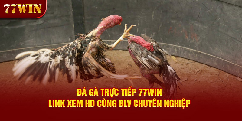 Đá Gà Trực Tiếp 77win – Link Xem HD Cùng BLV Chuyên Nghiệp