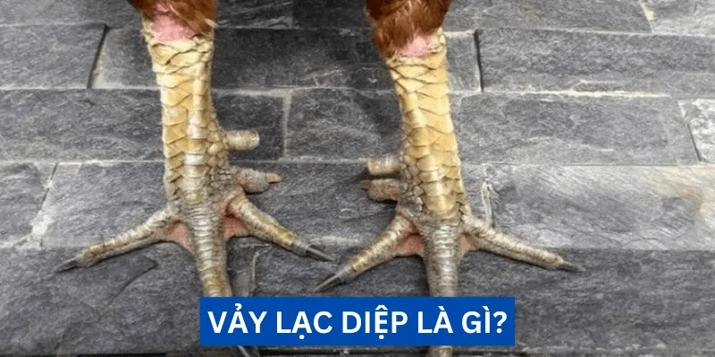 Vảy lạc diệp là gì? Đánh giá sức mạnh chiến kê uy dũng