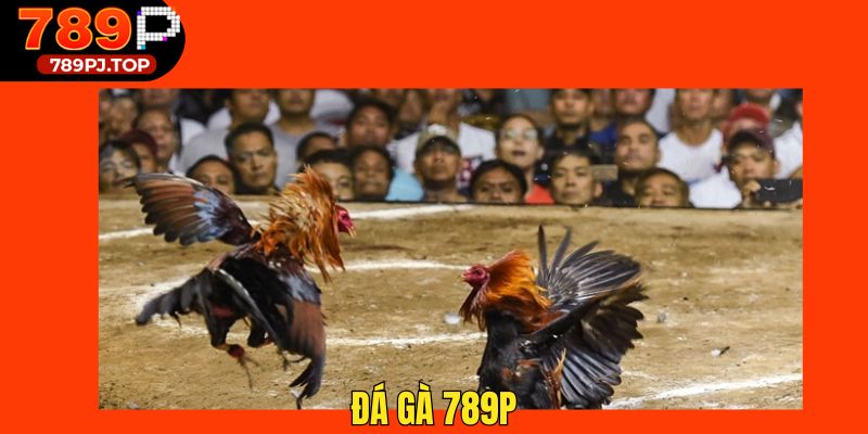 Kèo Cược Đá Gà Tại Nhà Cái An Toàn, Hấp Dẫn Thành Viên